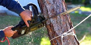 Best Tree and Shrub Care  in Harpersville, AL