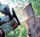 Best Tree Disease Treatment  in Harpersville, AL