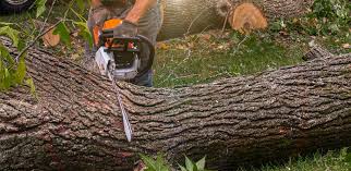 Best Commercial Tree Services  in Harpersville, AL