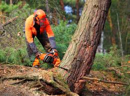 Best Pest Control for Lawns  in Harpersville, AL