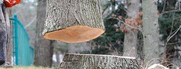 Best Tree Health Inspection  in Harpersville, AL