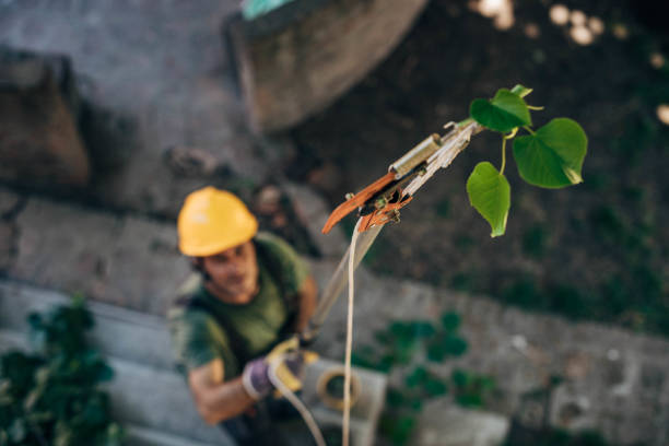 Lawn Watering Services in Harpersville, AL