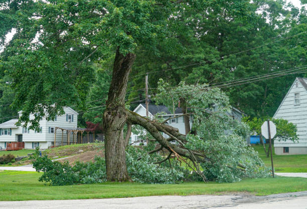 Best Tree Maintenance Programs  in Harpersville, AL