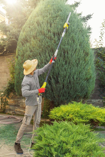 Best Sod Installation  in Harpersville, AL