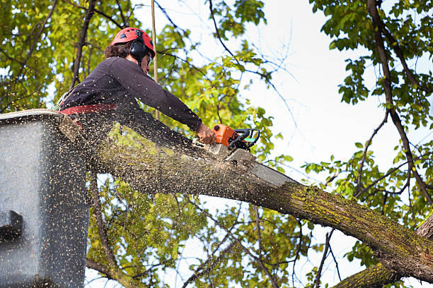 Best Tree Risk Assessment  in Harpersville, AL